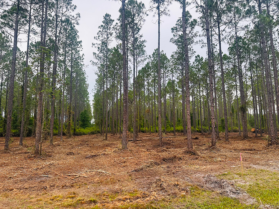 Crawford Woods Featured