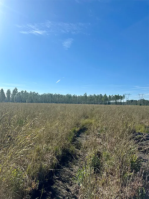 Andrews Grove Lot 2