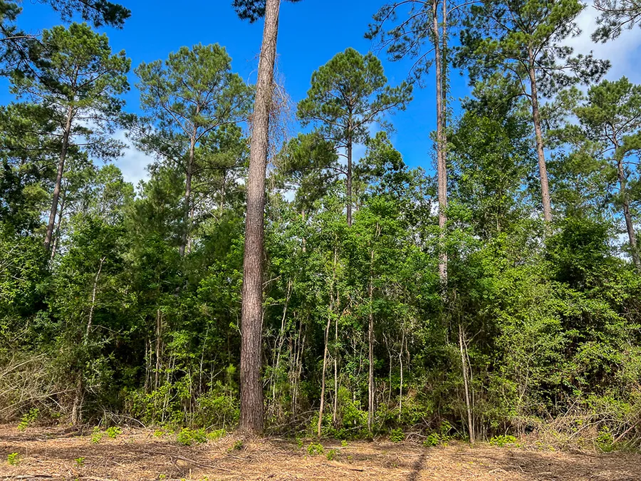 Skinnercreek 5