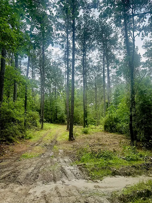 Skinner Creek
