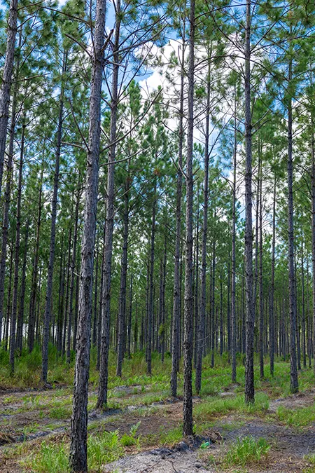 Hampton Pines Trees Vertical