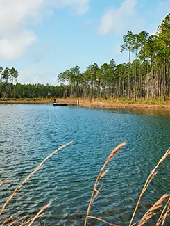 Brandy Branch Pond