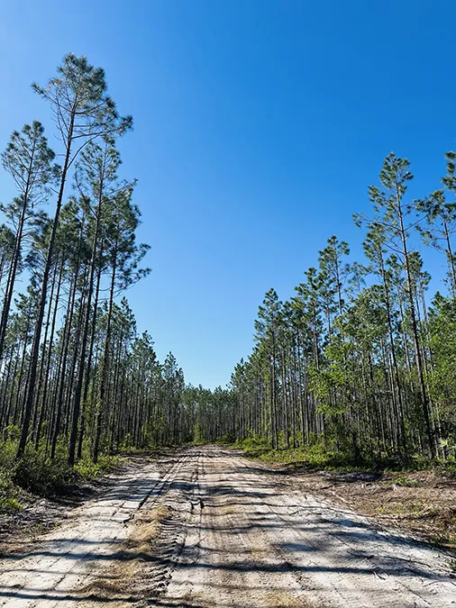 Bray Tract Dirt Road