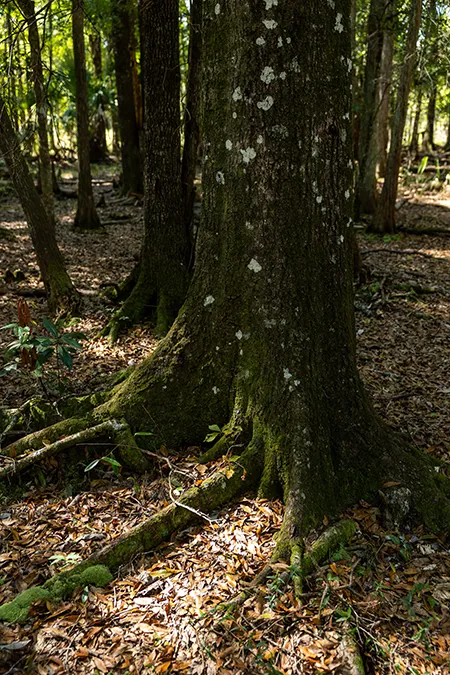 Sandy Oaks Tree Trunks