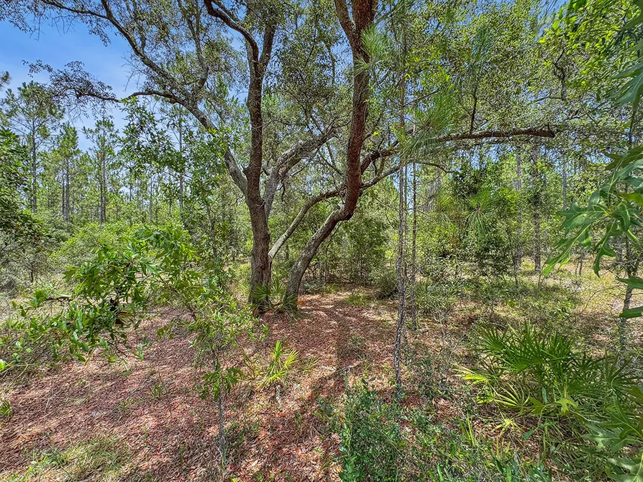 Bray Tract Tree