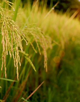 Louisiana Rice Crop
