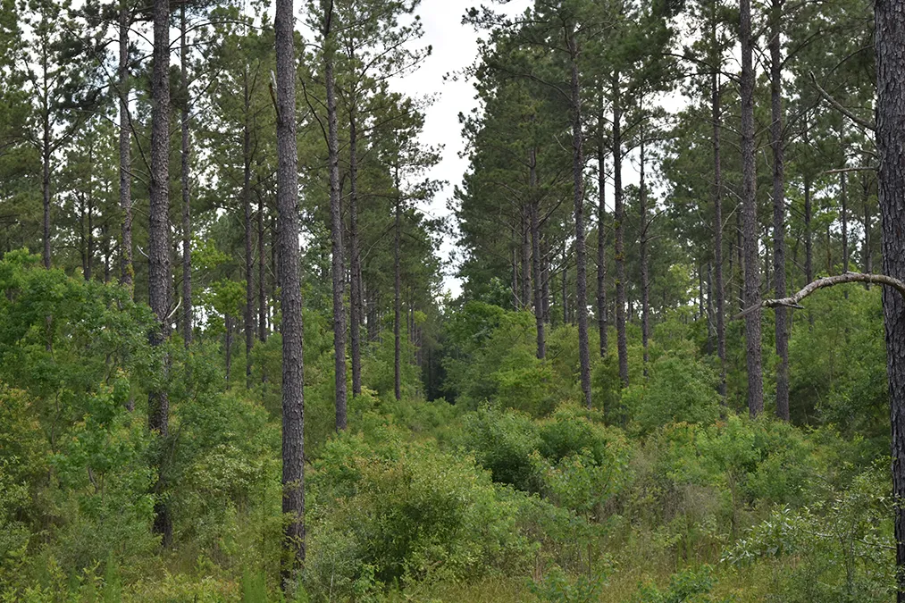 Hidden Forest 3