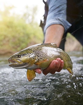 Idaho State Trout