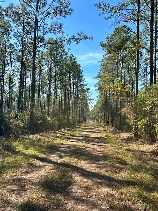 Old Salt Road Land