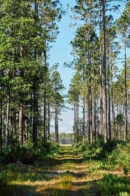 Brandy Branch Lot 2 Forest Trail