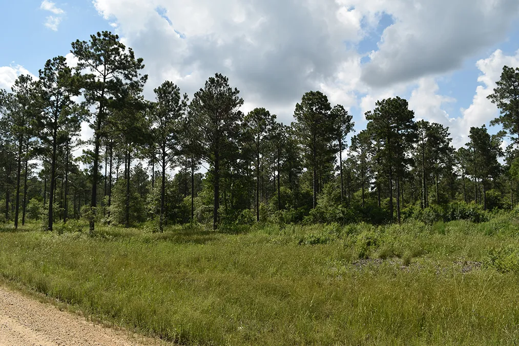 Hidden Forest 2