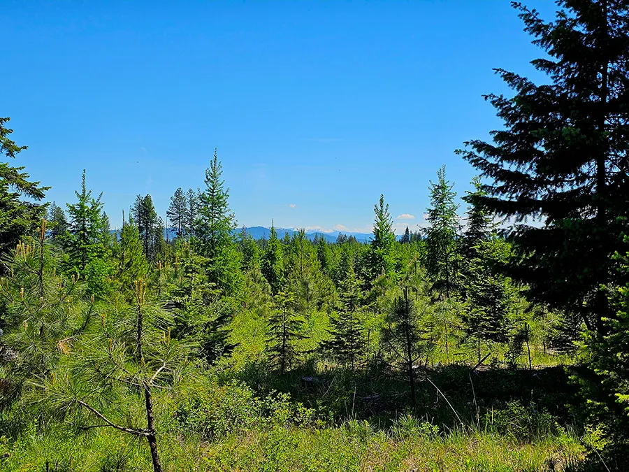 Timberline Heights Trees