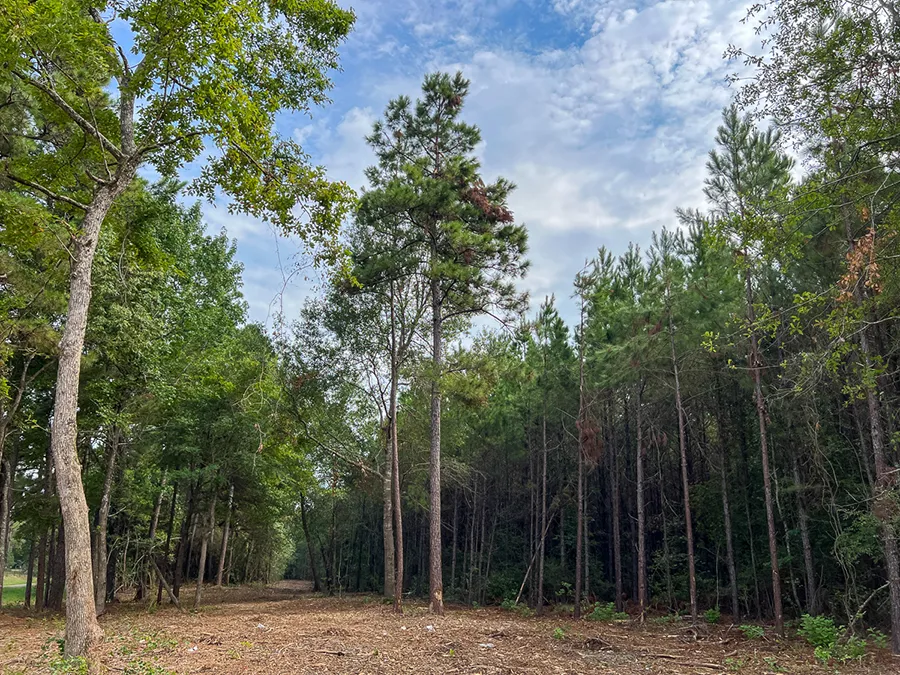Bardranch Forest 6