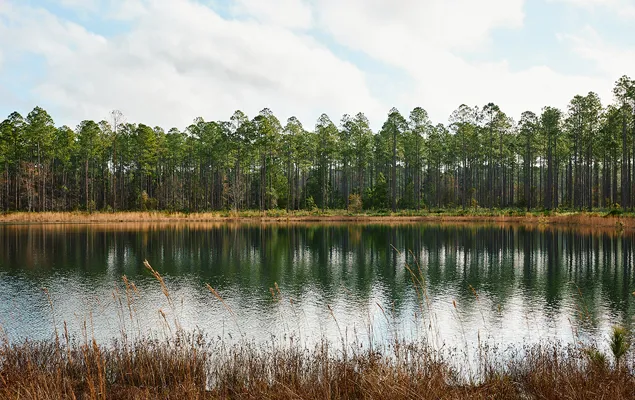 Brandy Branch Lot 4 Pond 2
