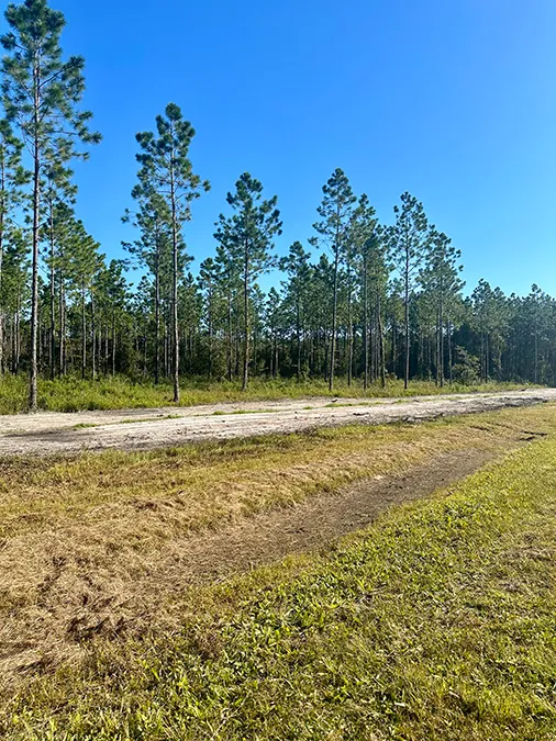 Andrews Grove Lot