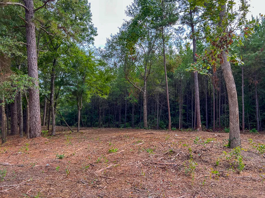 Bardranch Forest 5