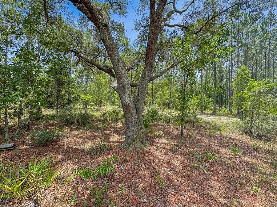 Bray Tract Tree 2