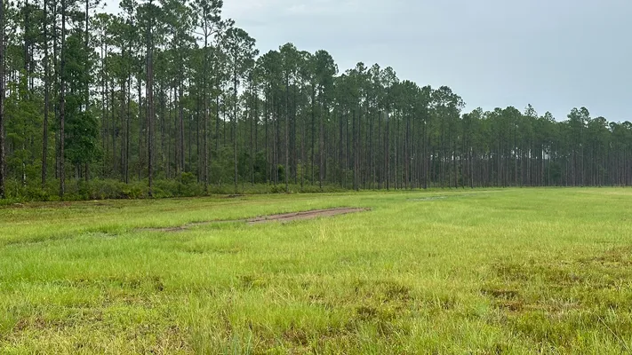 Brandy Branch Lot 4 Clearing