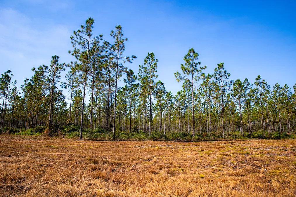 Bayfarmsphotos Trees