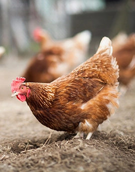 Florida Hens