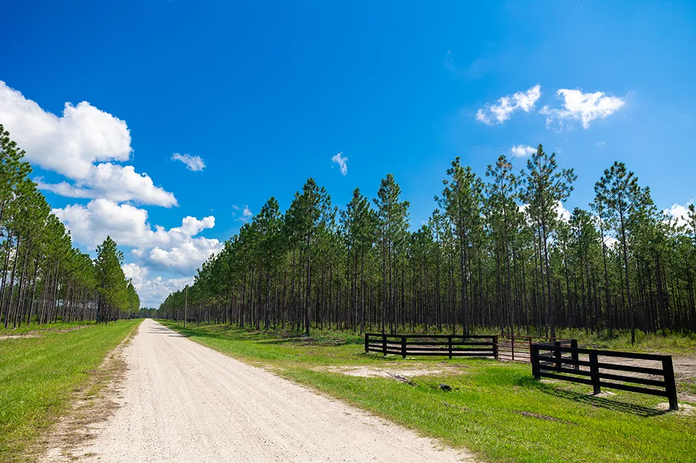 Hampton Pines Road 2