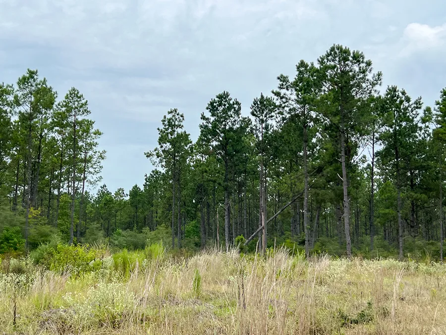 Bardranch Forest