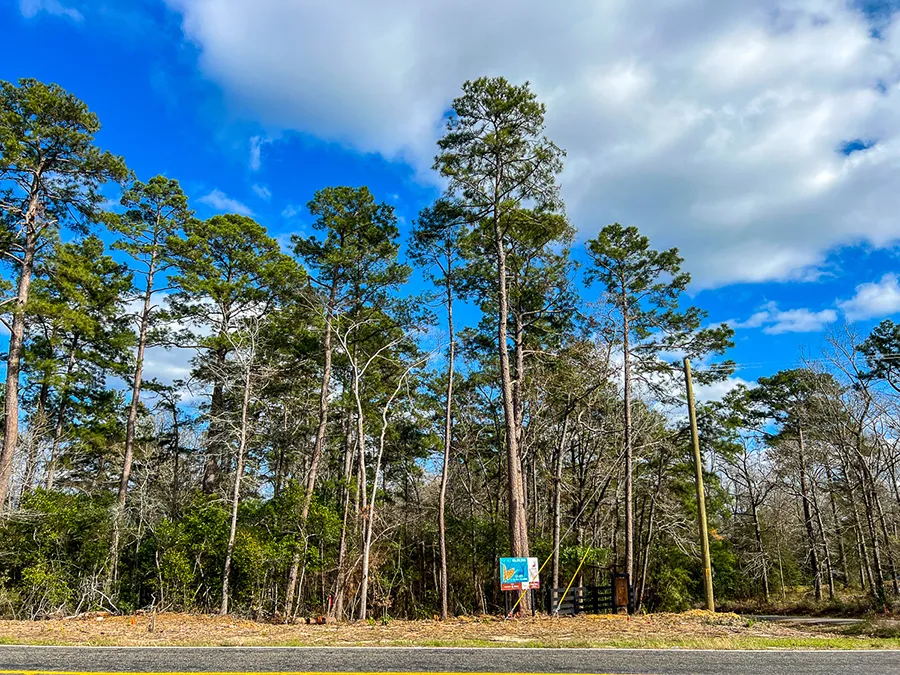 Sugar Hill Trees