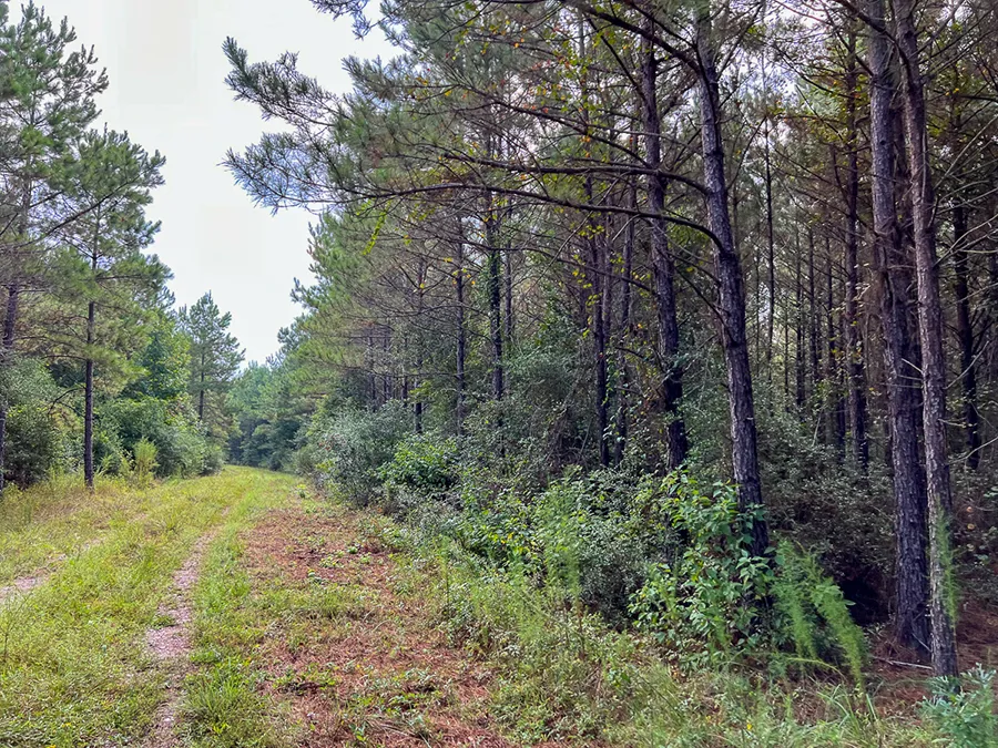 Bardranch Path 4