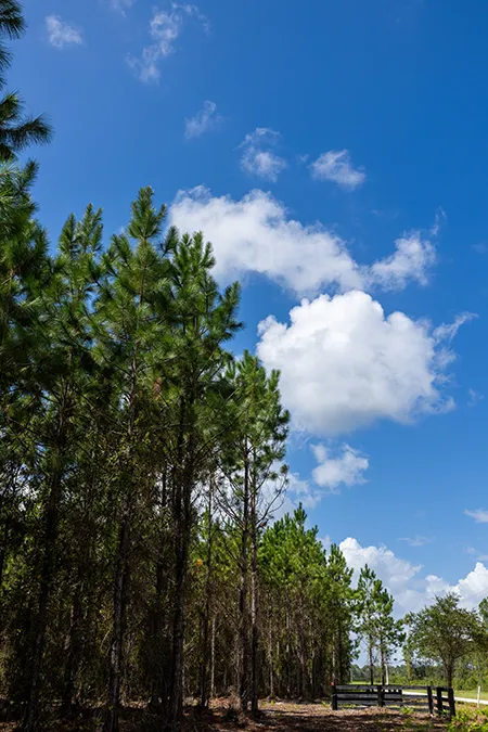 Old Cypress Farms Vertical
