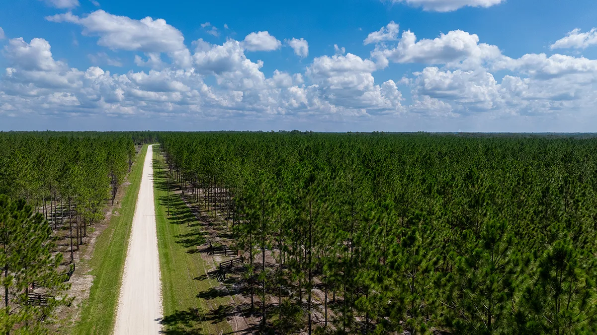 Hampton Pines Aerial Road