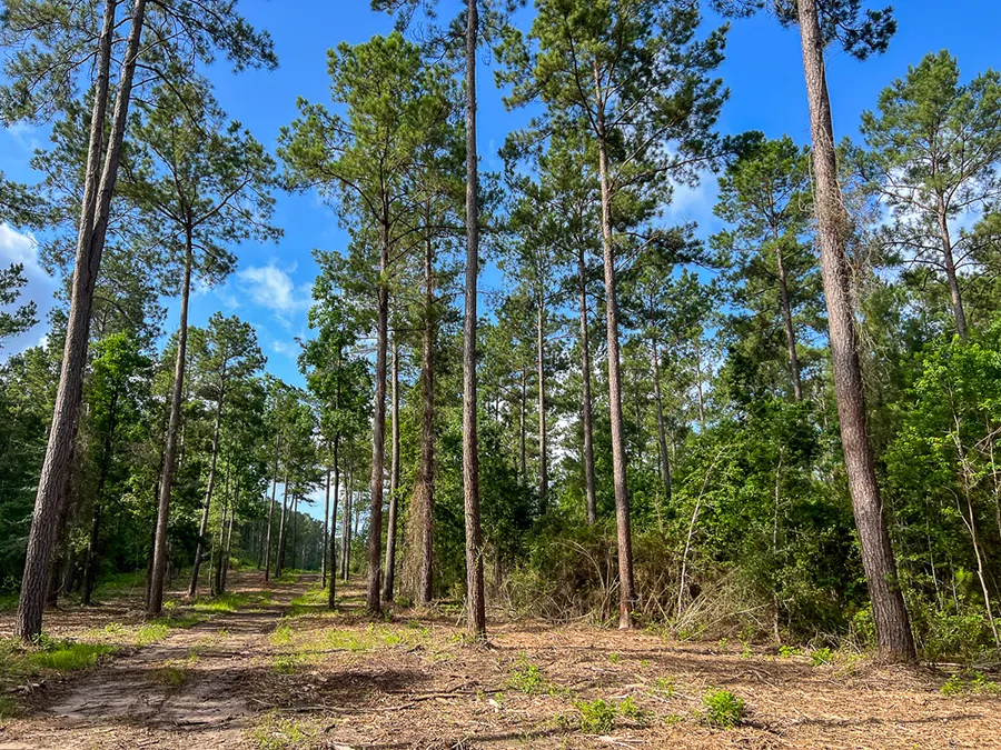 Skinnercreek 4