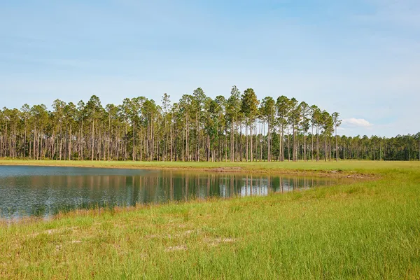 Brandy Branch Lot 3 Pond 3