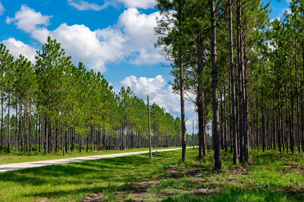 Hampton Pines Road