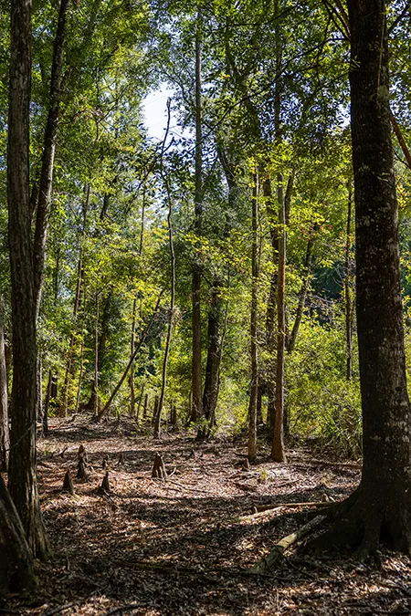 Sandy Oaks Tree Knees