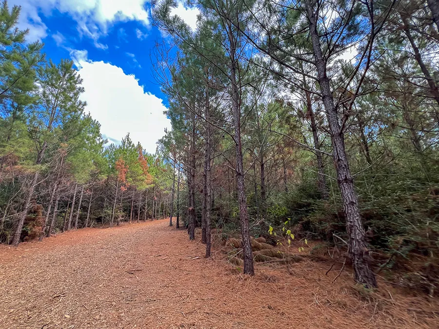 Walker Preserve Trail 3