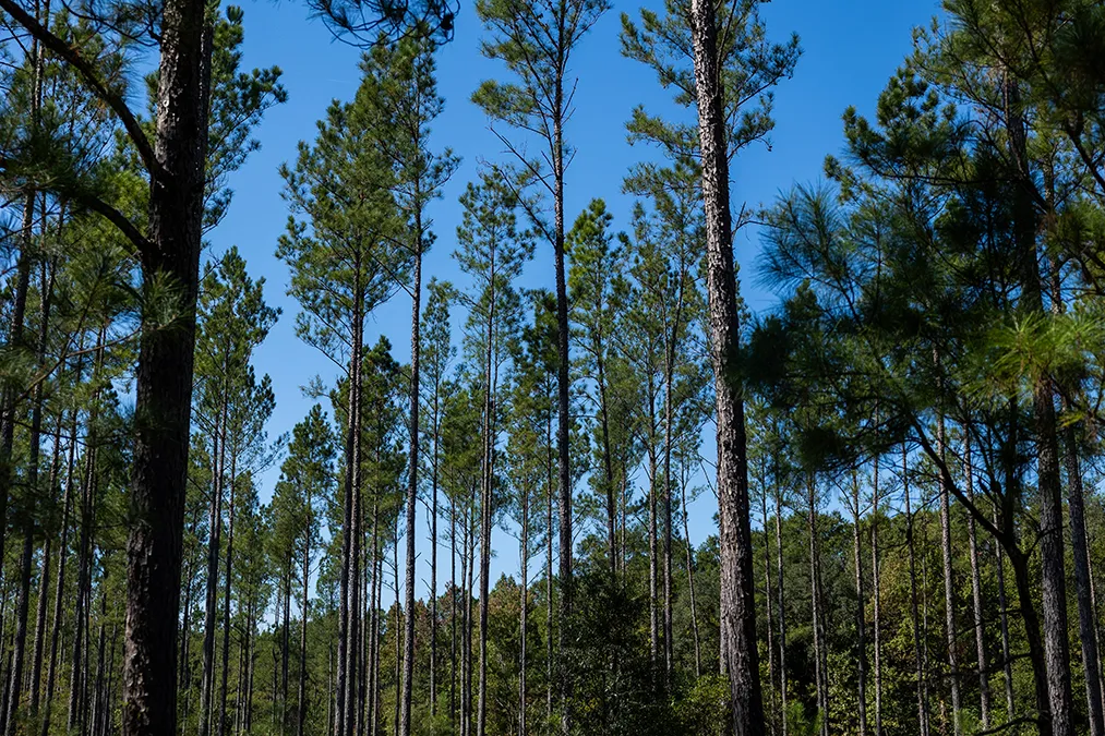 Sandy Ridge Trees Sandy Oaks: 292.27 acres of Rural Land in Callahan, FL
