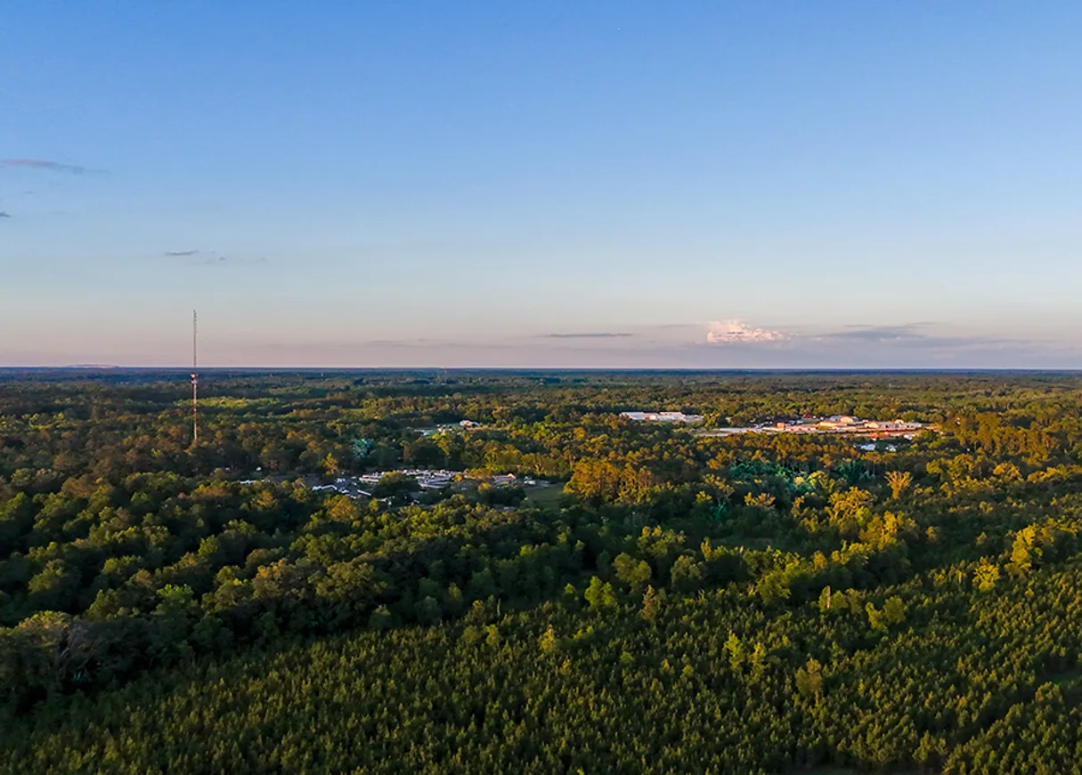 Suwannee County Live Oak