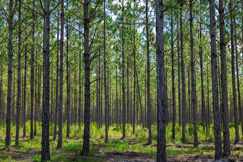 Hampton Pines Trees Horizontal